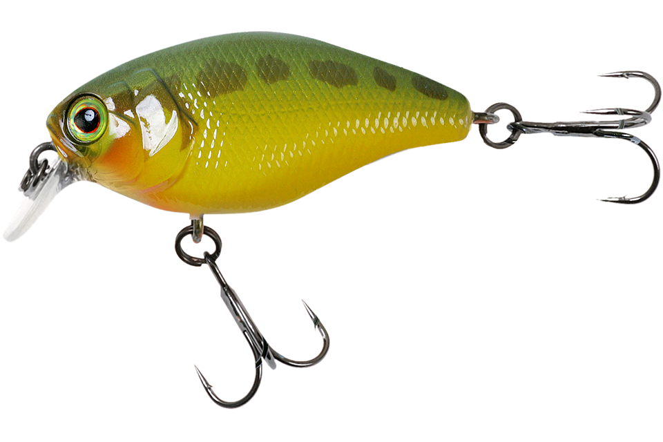bass coach
