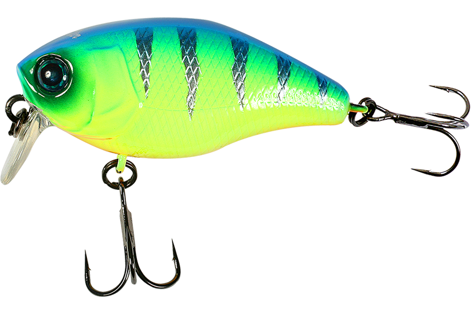 blue back tiger