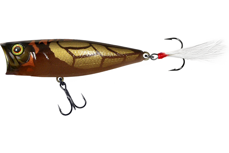 cicada a