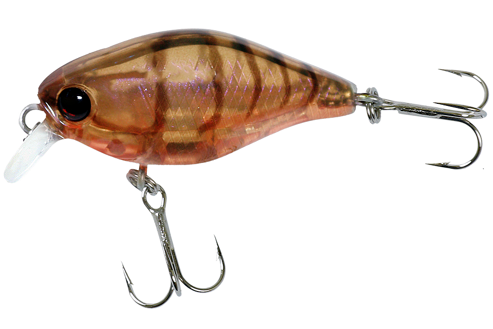 brown suji shrimp