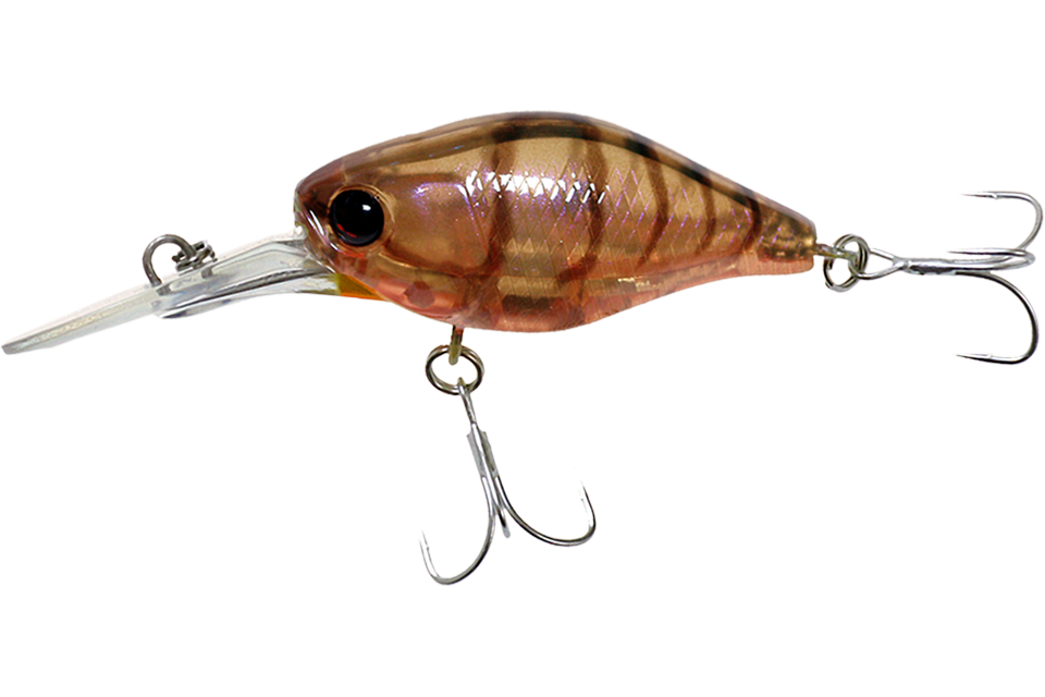brown suji shrimp