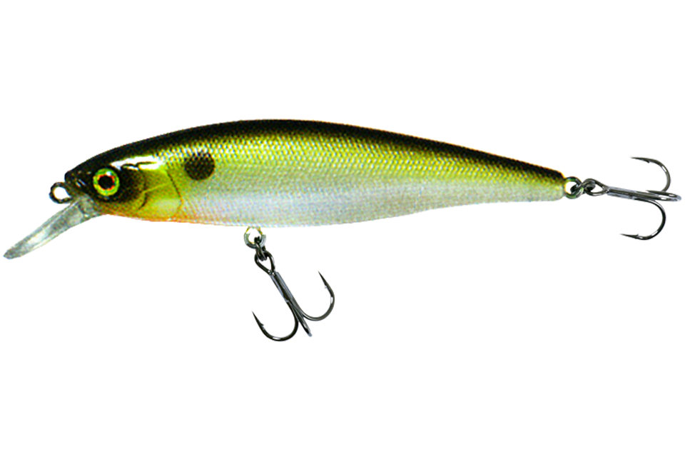tennessee shad