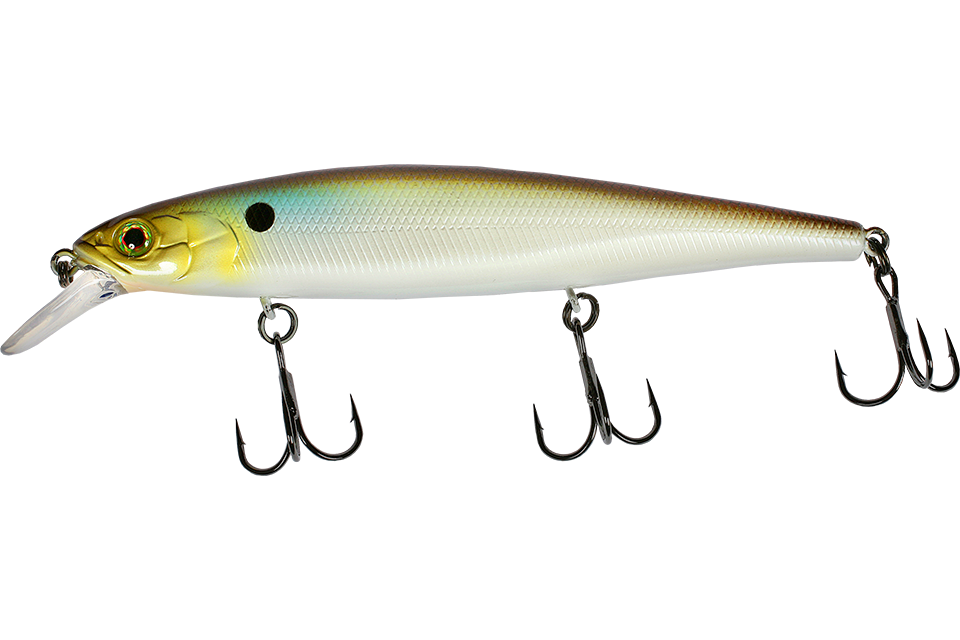 tennessee shad