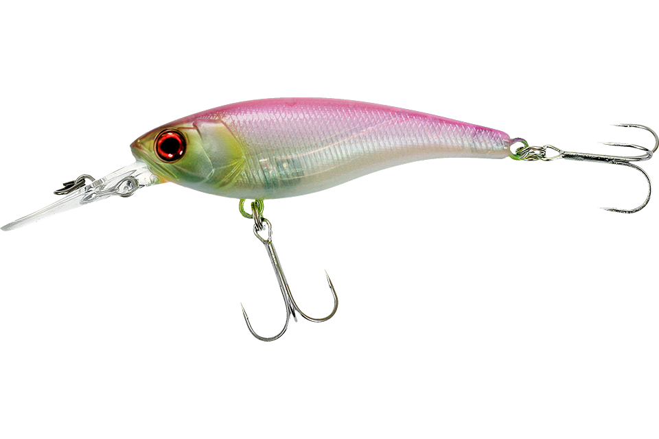 cotton shad