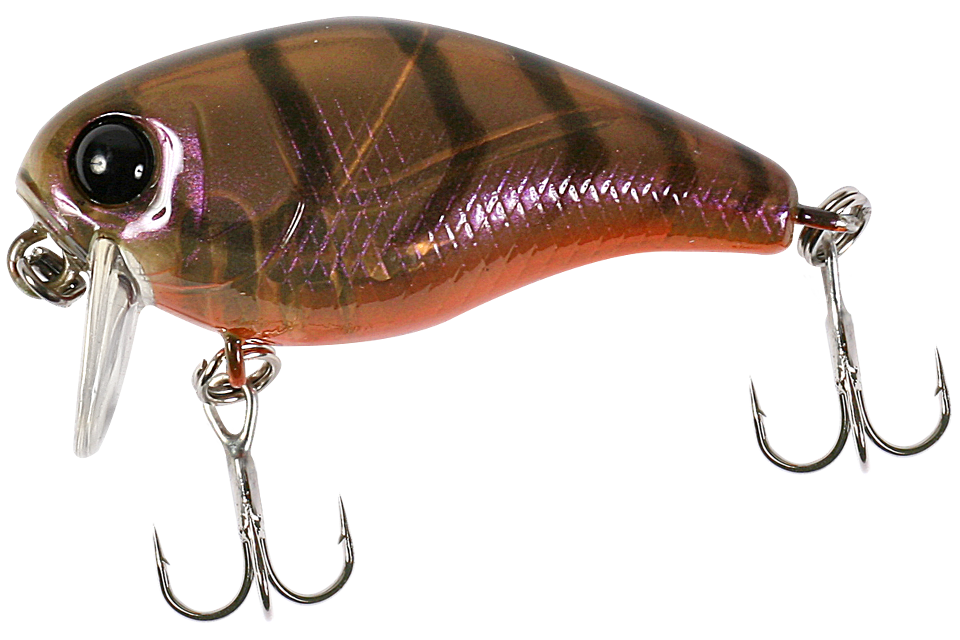 brown suji shrimp