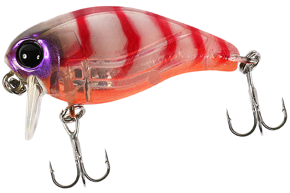 clear shrimp