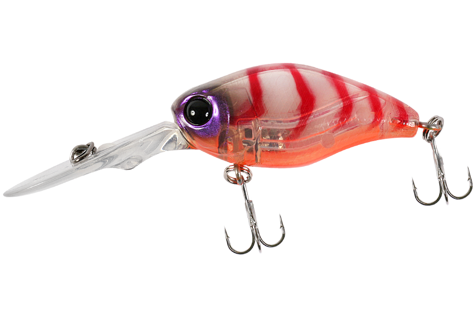 clear shrimp