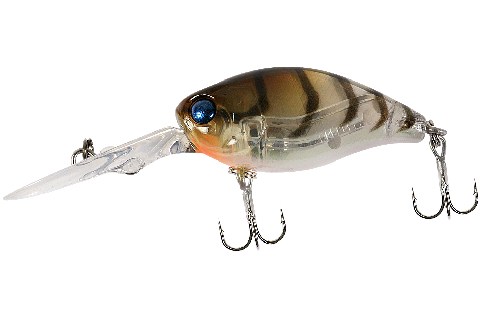 ghost shrimp