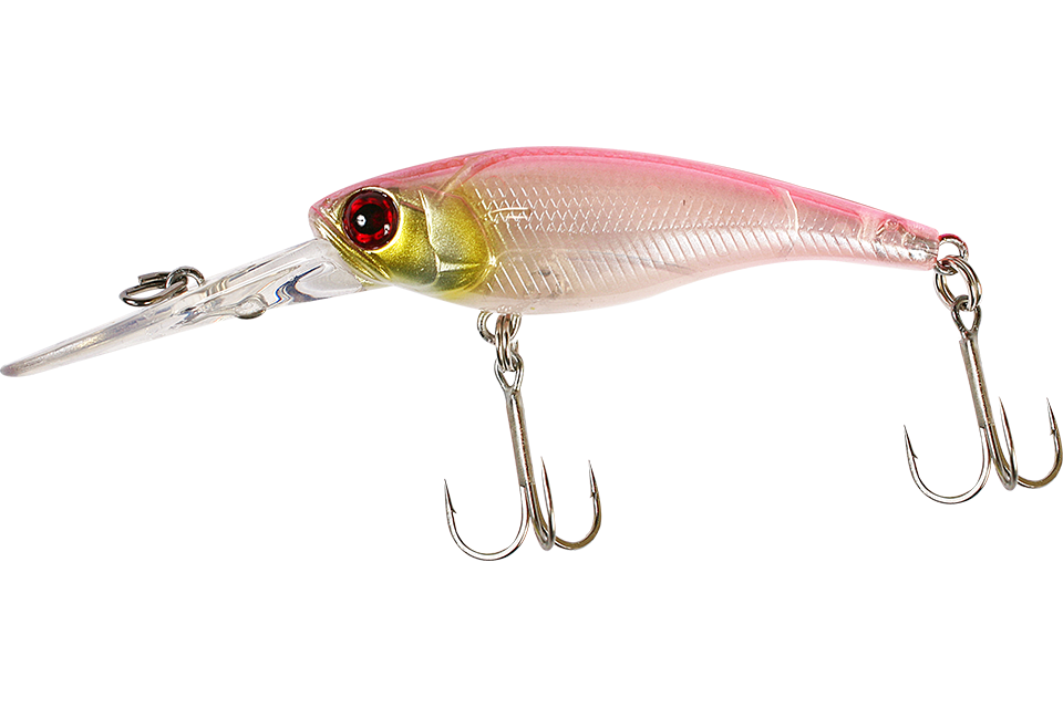 cotton shad