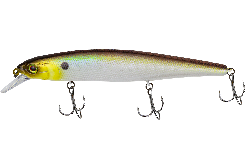 ss shad